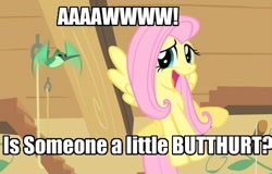 Size: 500x320 | Tagged: safe, edit, edited screencap, screencap, character:fluttershy, species:pegasus, species:pony, episode:a bird in the hoof, g4, my little pony: friendship is magic, fluttertroll, hummingway, image macro, reaction image