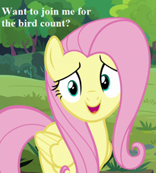 Size: 405x450 | Tagged: safe, edit, edited screencap, screencap, character:fluttershy, episode:fluttershy leans in, g4, my little pony: friendship is magic, bird count, bronybait, cropped, cute, looking at you, shyabetes
