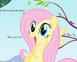 Size: 810x648 | Tagged: safe, edit, edited screencap, screencap, character:fluttershy, species:pony, episode:friendship is magic, g4, my little pony: friendship is magic, blue jay, chickadee (bird), cropped, dialogue, excited, house finch, purple martin, that pony sure does love animals