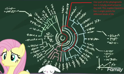 Size: 1065x635 | Tagged: safe, edit, edited screencap, screencap, character:angel bunny, character:fluttershy, episode:school daze, g4, my little pony: friendship is magic, chalkboard, cropped, overanalyzing, phylogenetic tree, science, text, theory, written equestrian