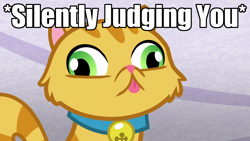 Size: 1920x1080 | Tagged: safe, edit, edited screencap, screencap, episode:grannies gone wild, g4, my little pony: friendship is magic, derp, derp cat, image macro, judging you, meme, reaction image, silently judging you, solo