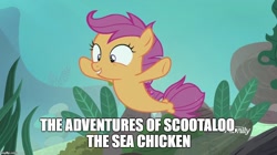 Size: 888x499 | Tagged: safe, edit, edited screencap, screencap, character:scootaloo, species:pegasus, species:pony, species:seapony (g4), episode:surf and/or turf, g4, my little pony: friendship is magic, cute, cutealoo, discovery family logo, female, happy, meme, scootachicken, sea-mcs, seaponified, seapony scootaloo, solo, species swap, tunaloo