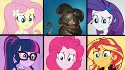 Size: 1280x720 | Tagged: safe, edit, edited screencap, screencap, character:fluttershy, character:pinkie pie, character:rarity, character:sunset shimmer, character:twilight sparkle, character:twilight sparkle (scitwi), species:eqg human, episode:get the show on the road, eqg summertime shorts, g4, my little pony: equestria girls, my little pony:equestria girls, blorg, geode of fauna, one of these things is not like the others, stellaris