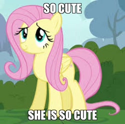 Size: 900x896 | Tagged: safe, edit, edited screencap, screencap, character:fluttershy, episode:it ain't easy being breezies, g4, my little pony: friendship is magic, captain obvious, cropped, cute, image macro, low res image, meme, needs more jpeg, shyabetes, text, truth