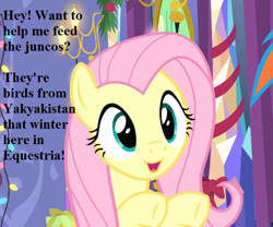 Size: 648x540 | Tagged: safe, edit, edited screencap, screencap, character:fluttershy, character:rainbow dash, species:pegasus, species:pony, episode:best gift ever, g4, my little pony: friendship is magic, bronybait, christmas, christmas lights, cropped, cute, dialogue, english, female, garland, gift wrapped, hearth's warming decorations, holiday, mare, open mouth, present, shyabetes, smiling, solo focus, text, twilight's castle, underhoof, yakyakistan