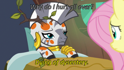 Size: 640x360 | Tagged: safe, edit, edited screencap, screencap, character:fluttershy, character:zecora, episode:a health of information, g4, my little pony: friendship is magic, caption, cards against humanity, duo, dying, image macro, implied diarrhea, implied dysentery, oregon trail, swamp fever, text, worried