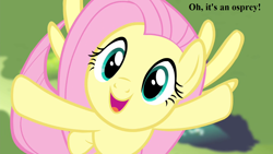 Size: 1280x720 | Tagged: safe, edit, edited screencap, screencap, character:fluttershy, species:pony, episode:filli vanilli, g4, my little pony: friendship is magic, bird watching, cute, dialogue, happy, osprey, shyabetes, smiling