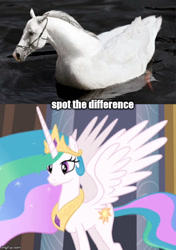 Size: 500x712 | Tagged: safe, edit, edited screencap, screencap, character:princess celestia, species:alicorn, species:duck, species:pony, ambiguous gender, bridle, comparison, ducklestia, ethereal mane, female, halter, horse, hybrid, jewelry, mare, meme, photomanipulation, princess, princess celestia is a horse, regalia, spot the difference, spread wings, swanlestia, swimming, tack, wings