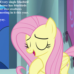 Size: 648x648 | Tagged: safe, edit, edited screencap, screencap, character:fluttershy, species:pony, episode:the beginning of the end, g4, my little pony: friendship is magic, cropped, cute, dialogue, shyabetes, yay