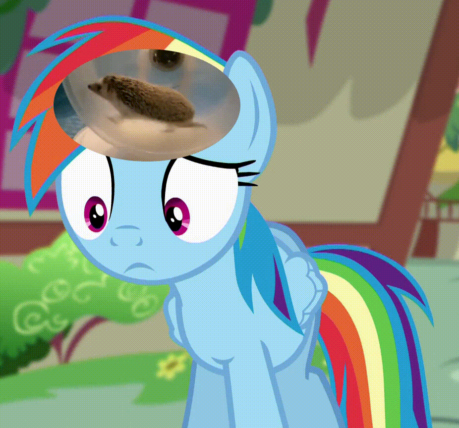 Size: 926x864 | Tagged: safe, edit, edited screencap, screencap, character:rainbow dash, species:pony, equestria girls:spring breakdown, g4, my little pony: equestria girls, my little pony:equestria girls, spoiler:eqg series (season 2), animated, confused, cropped, female, gif, hamster wheel, hedgehog, solo