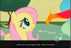 Size: 476x319 | Tagged: safe, edit, edited screencap, screencap, character:fluttershy, character:philomena, character:princess celestia, species:pony, episode:a bird in the hoof, g4, my little pony: friendship is magic, caption, meme, youtube caption