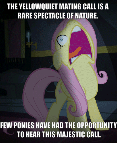 Size: 412x500 | Tagged: safe, edit, edited screencap, screencap, character:fluttershy, episode:scare master, g4, my little pony: friendship is magic, animated, caption, david attenborough, female, flutterscream, image macro, irony, mating call, meme, nature documentary, screaming, solo, text, yellowquiet