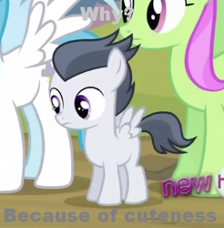 Size: 414x421 | Tagged: safe, edit, edited screencap, screencap, character:merry may, character:rumble, character:white lightning, species:pegasus, species:pony, all new, colt, cute, female, frown, image macro, male, mare, meme, text