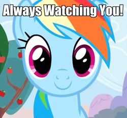 Size: 775x719 | Tagged: safe, edit, edited screencap, screencap, character:rainbow dash, episode:the super speedy cider squeezy 6000, g4, my little pony: friendship is magic, caption, cropped, eyes, female, fourth wall, image macro, looking at you, smiling, solo, stare