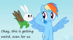 Size: 800x446 | Tagged: safe, edit, edited screencap, screencap, character:angel bunny, character:gummy, character:owlowiscious, character:rainbow dash, species:chimera, species:pegasus, species:pony, episode:may the best pet win, g4, my little pony: friendship is magic, allpet, flying, insane pony thread