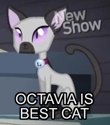 Size: 405x458 | Tagged: safe, edit, edited screencap, screencap, character:octavia melody, episode:pinkie apple pie, g4, my little pony: friendship is magic, animal, bell, bell collar, cat, collar, cropped, female, goldie delicious' cats, image macro, meme, purple eyes, siamese cat, solo