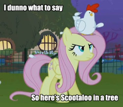 Size: 400x348 | Tagged: safe, edit, edited screencap, screencap, character:fluttershy, character:scootaloo, species:bird, species:chicken, species:pegasus, species:pony, episode:stare master, g4, my little pony: friendship is magic, cropped, female, fluttershy is not amused, fluttertree, image macro, mare, meme, scootachicken, you better not lay an egg on me you chicken!