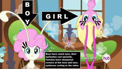Size: 1920x1080 | Tagged: safe, edit, edited screencap, screencap, species:breezies, episode:it ain't easy being breezies, g4, my little pony: friendship is magic, analysis, educational, eyes, female, gender differences in breezies, hub logo, male, sexual dimorphism