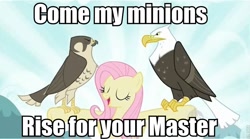 Size: 960x535 | Tagged: safe, edit, edited screencap, screencap, character:fluttershy, episode:may the best pet win, g4, my little pony: friendship is magic, anastasia, bald eagle, don bluth, eagle, eyes closed, hawk, image macro, in the dark of the night, meme, peregrine falcon, rasputin