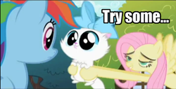 Size: 720x365 | Tagged: safe, edit, edited screencap, screencap, character:fluttershy, character:rainbow dash, species:pegasus, species:pony, episode:may the best pet win, g4, my little pony: friendship is magic, cat, female, flutterhigh, high, image macro, impact font, kitten huffing, mare, mitsy, puddy tat, tongue out