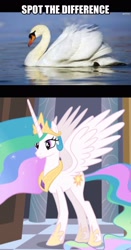 Size: 1494x2855 | Tagged: safe, edit, edited screencap, screencap, character:princess celestia, comparison, image macro, meme, needs more jpeg, photo, smiling, spot the difference, spread wings, swan, swanlestia, wings