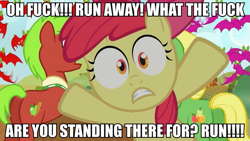 Size: 887x500 | Tagged: safe, edit, edited screencap, screencap, character:apple bloom, character:apple cinnamon, character:wensley, species:earth pony, species:pony, episode:apple family reunion, g4, my little pony: friendship is magic, apple family member, female, filly, foal, fruit bat, image macro, male, meme, scared, stallion, vulgar