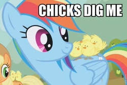 Size: 600x400 | Tagged: safe, edit, edited screencap, screencap, character:applejack, character:rainbow dash, species:pegasus, species:pony, episode:fall weather friends, g4, my little pony: friendship is magic, caption, chick, chick magnet, chicks, female, image macro, implied lesbian, mare, pun, solo focus, text, visual gag, watermark