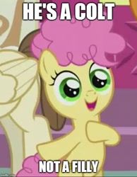Size: 500x645 | Tagged: safe, edit, edited screencap, screencap, character:li'l cheese, character:pound cake, species:pony, episode:the last problem, g4, my little pony: friendship is magic, ambiguous gender, androgynous, colt, cropped, drama, drama bait, gender, male, meme, solo focus, text, what a twist