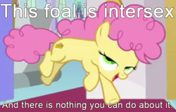 Size: 645x412 | Tagged: safe, edit, edited screencap, screencap, character:li'l cheese, episode:the last problem, g4, my little pony: friendship is magic, caption, cropped, image macro, intersex, solo, text