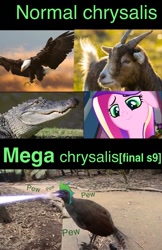 Size: 641x988 | Tagged: safe, edit, edited screencap, screencap, character:queen chrysalis, species:bird, species:goat, species:pony, episode:a canterlot wedding, episode:the ending of the end, g4, my little pony: friendship is magic, bald eagle, crocodile, eagle, fake cadance, irl, joke, lyrebird, meme, photo, ultimate chrysalis