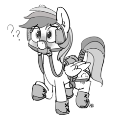 Size: 1280x1315 | Tagged: safe, artist:pabbley, character:rainbow dash, species:pegasus, species:pony, bit, blinders, blushing, bridle, cute, dashabetes, female, grayscale, hoof boots, monochrome, question mark, reins, saddle, simple background, solo, tack, tail wrap, white background