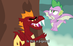 Size: 1382x868 | Tagged: safe, artist:dm29, derpibooru original, character:garble, character:spike, species:dragon, episode:molt down, g4, my little pony: friendship is magic, brave of the sun fighbird, duo, is this a pigeon, male, meme, spike is not amused, teenaged dragon, unamused, winged spike, wings