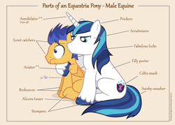 Size: 1050x750 | Tagged: safe, artist:dm29, character:flash sentry, character:shining armor, species:pegasus, species:pony, species:unicorn, anatomy, anatomy guide, annihilator, aweeg*, chart, cute, diagram, duo, frown, glare, hug, implied epic wife tossing, male, overprotective armor, parts of an equestria pony, puffy cheeks, scared, sitting, stallion, wide eyes