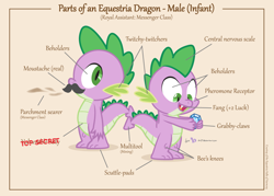 Size: 1050x750 | Tagged: safe, artist:dm29, character:spike, species:dragon, anatomy, anatomy chart, anatomy guide, chart, gem, male, moustache, parts of an equestria pony, solo