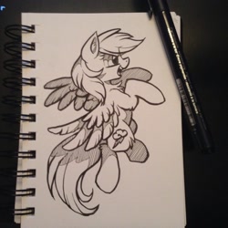 Size: 960x960 | Tagged: safe, artist:hioshiru, character:rainbow dash, chest fluff, female, grayscale, monochrome, solo, traditional art