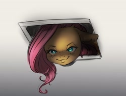 Size: 4000x3044 | Tagged: safe, artist:miokomata, character:fluttershy, species:pegasus, species:pony, g4, behaving like a cat, ceiling pony, creepy, creepy smile, female, floppy ears, freckles, freckleshy, high res, looking at you, looking down, looking down at you, mare, ponified animal photo, smiling, solo