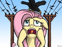 Size: 900x675 | Tagged: safe, artist:yorik-cz, character:fluttershy, species:bird, species:crow, species:pegasus, species:pony, g4, adorable distress, alfred hitchcock, female, floppy ears, frown, looking up, mare, open mouth, power line, screaming, signature, sky, solo, squishy cheeks, telephone lines, the birds, tongue out, wide eyes