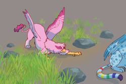 Size: 1280x853 | Tagged: safe, artist:pasu-chan, character:pinkie pie, character:rainbow dash, species:griffon, series:noodleverse, ship:pinkiedash, g4, alternate universe, female, grass, griffonized, lesbian, pounce, rock, shipping, species swap, unsuspecting